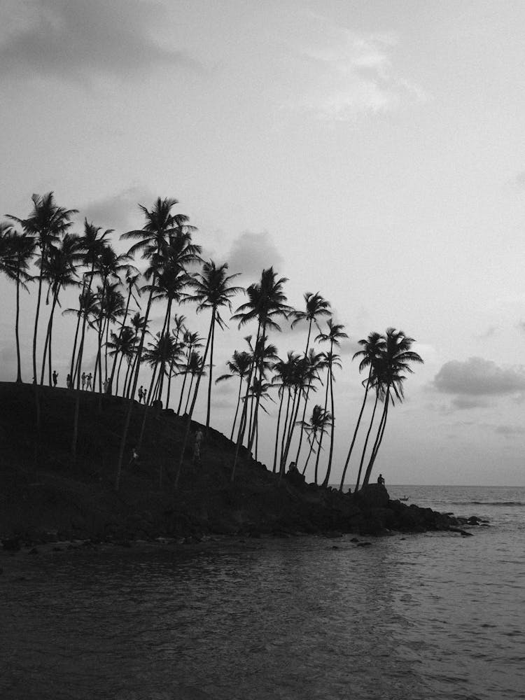 Palm Tree Print 3