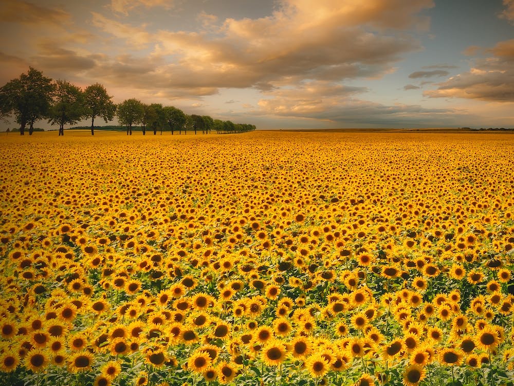 Sunflowers