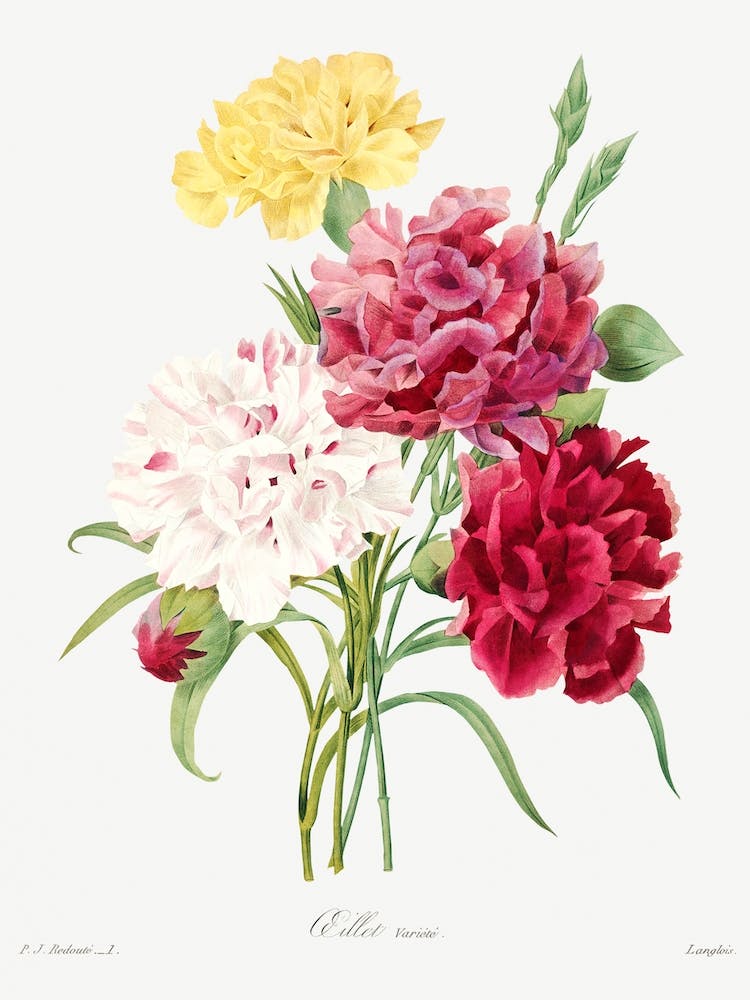 Carnation, Pierre Joseph Redouté