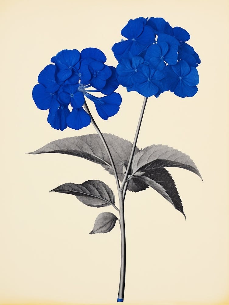 Lantana Botanique Bleu 1