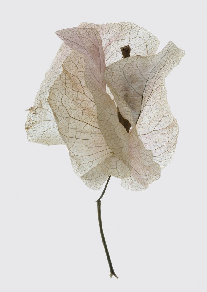 Bougainvillea Study 01