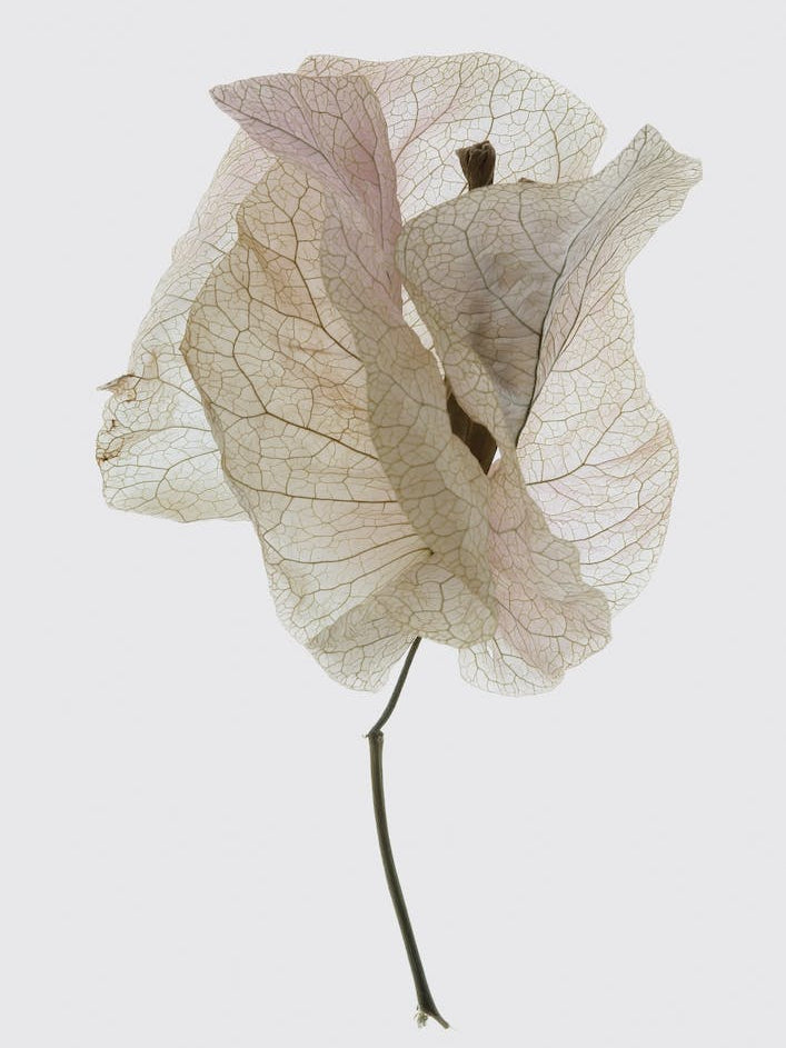 Bougainvillea Study 01