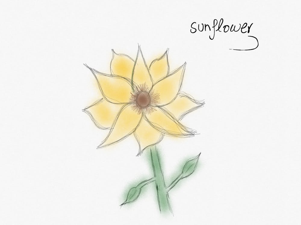 Sunflower