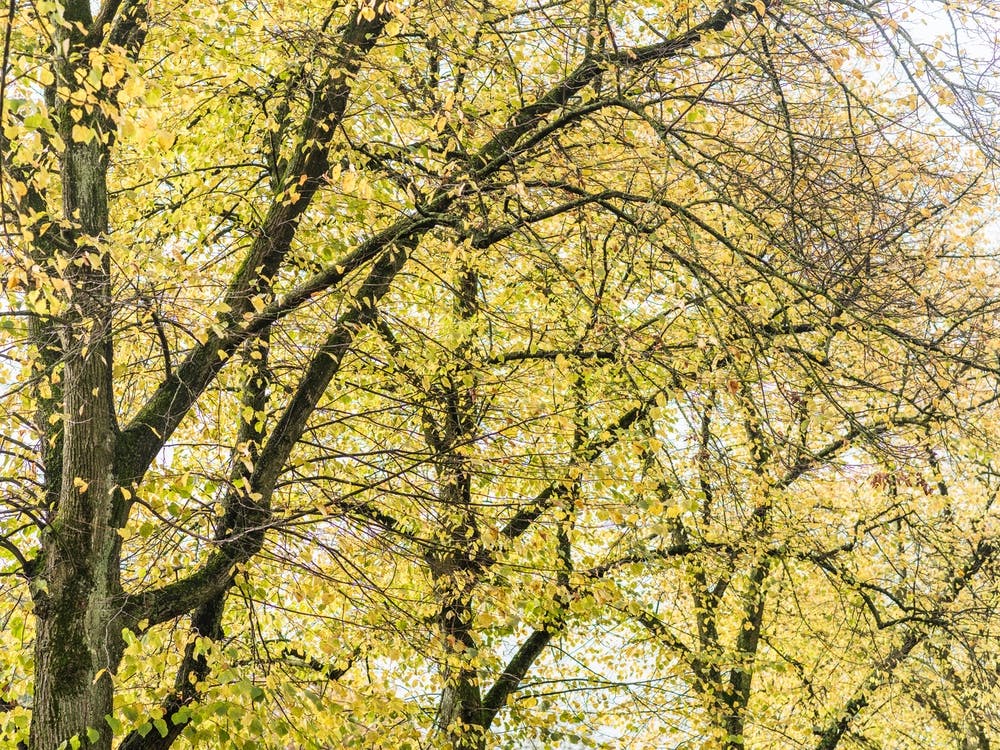 Autumn Trees In The Park
