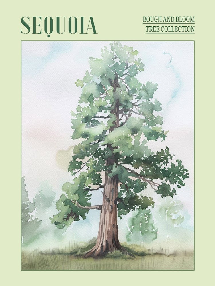 Sequoia Tree Atmospheric Watercolour Painting 8 Poster