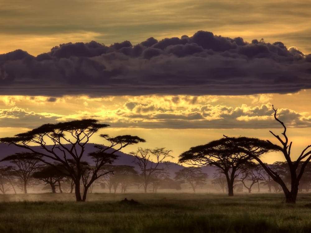 Good Evening Tanazania
