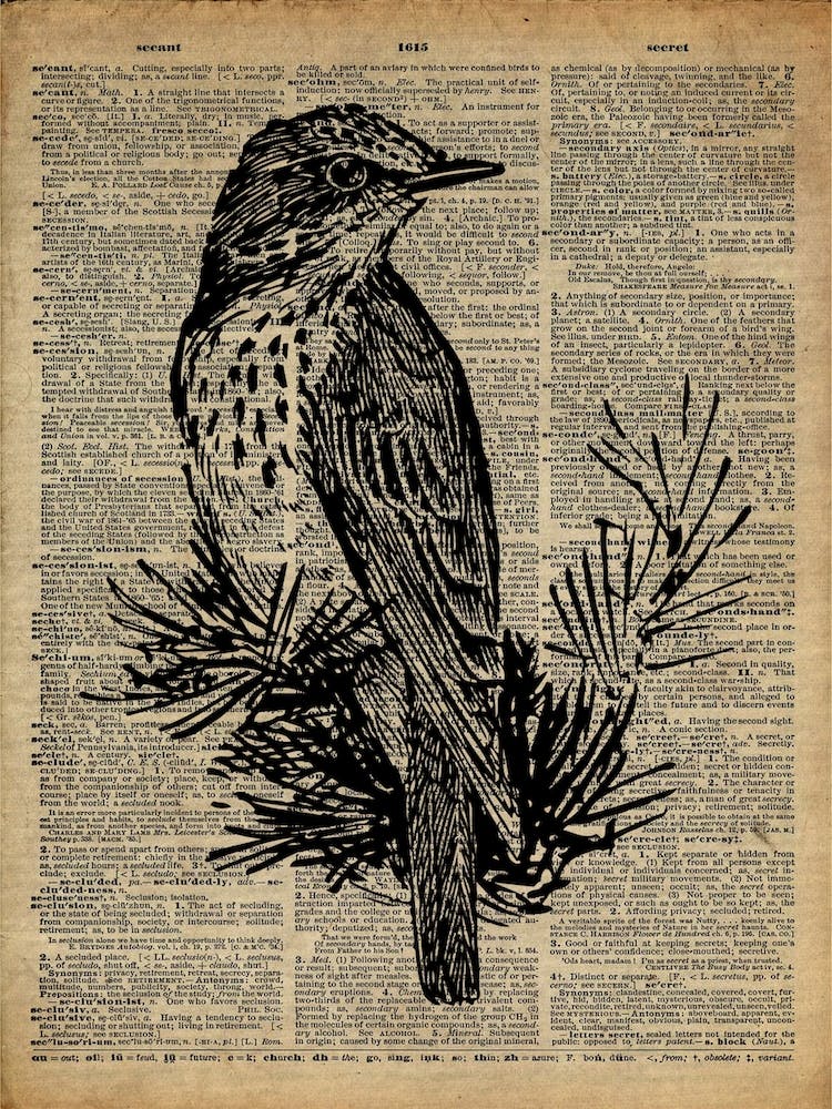 Thrush Bird