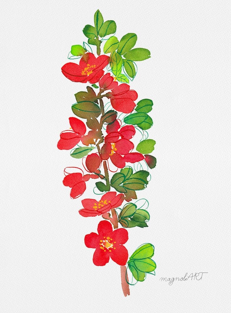 Chaenomeles