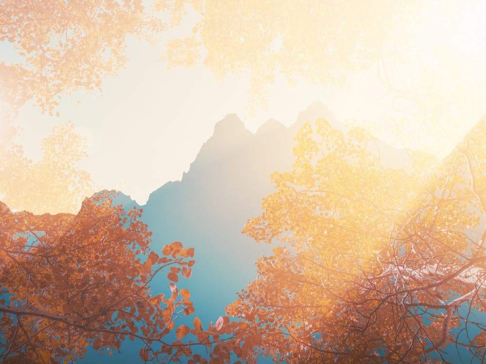 Autumn Trees In The Mountains - Grand Teton National Park