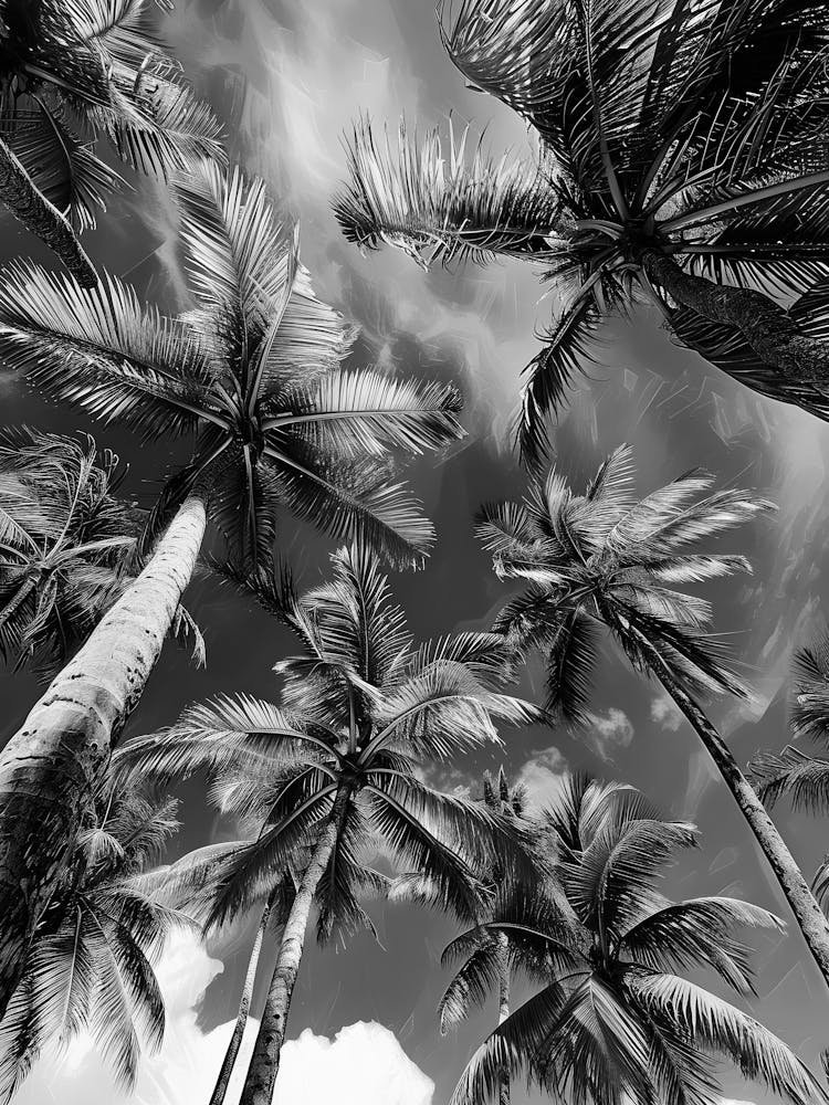 Black And White Palm Trees 10