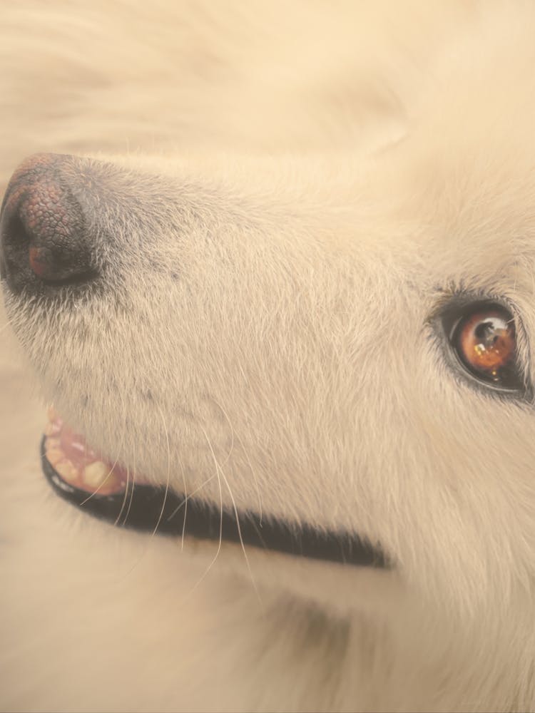 Samoyed Dog