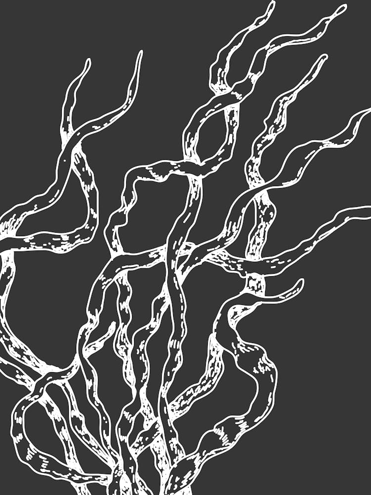 Coral Tree