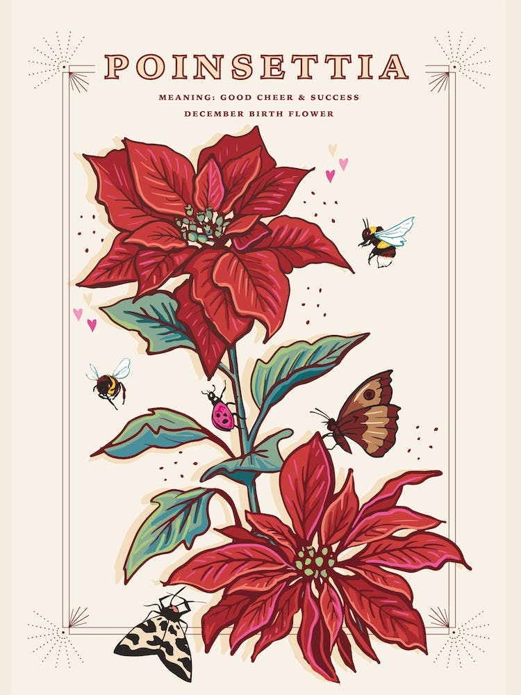 December Birth Flower Poinsettia On Cream