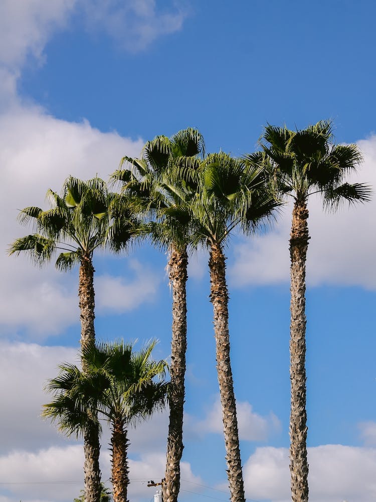 Palm Treez