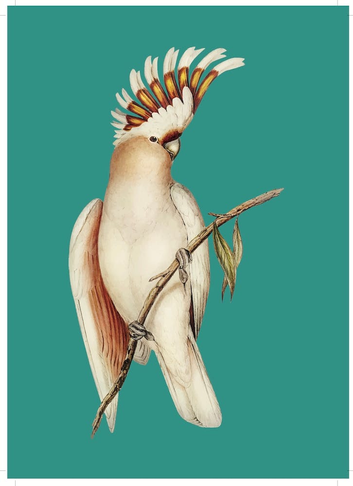 Cockatoo - Aqua