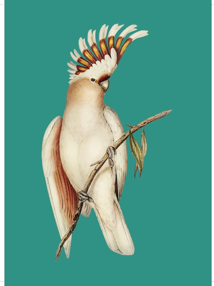 Cockatoo - Aqua