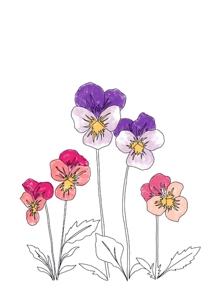 Violets
