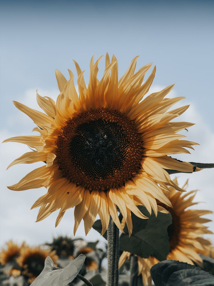 Sunflower in the Summer