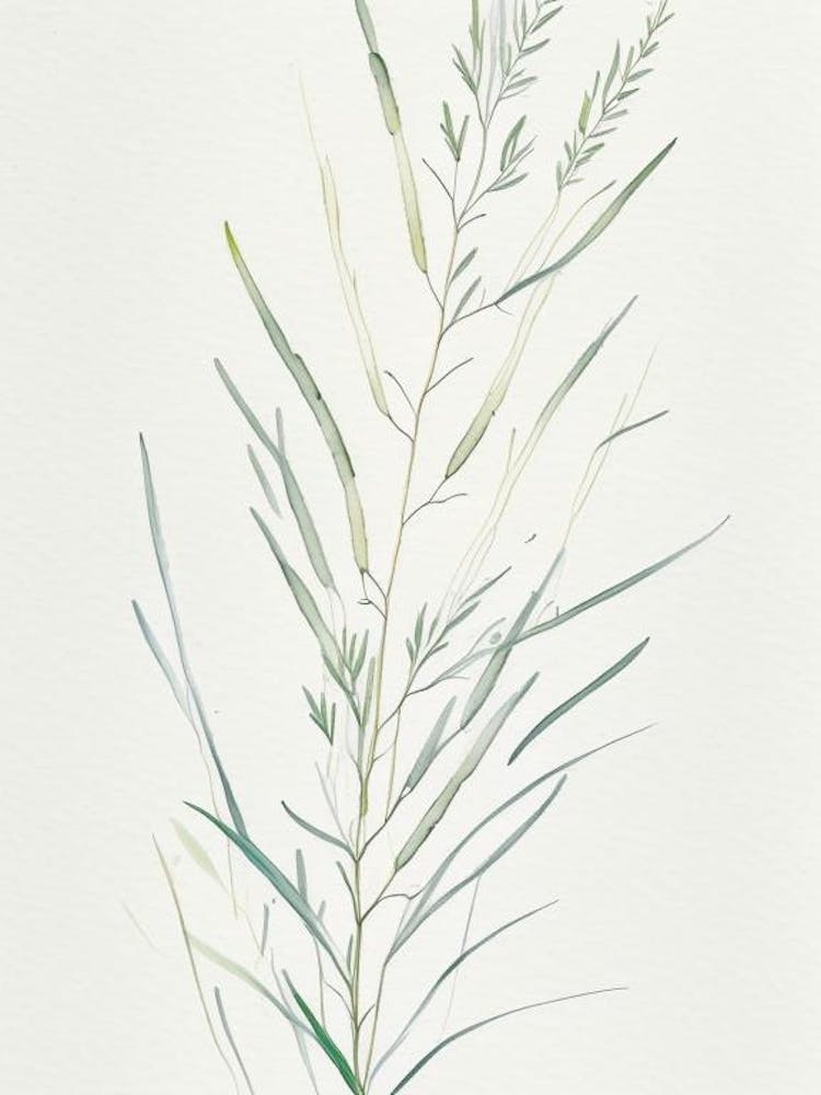 White Willow Herb Minimalist Watercolour 2