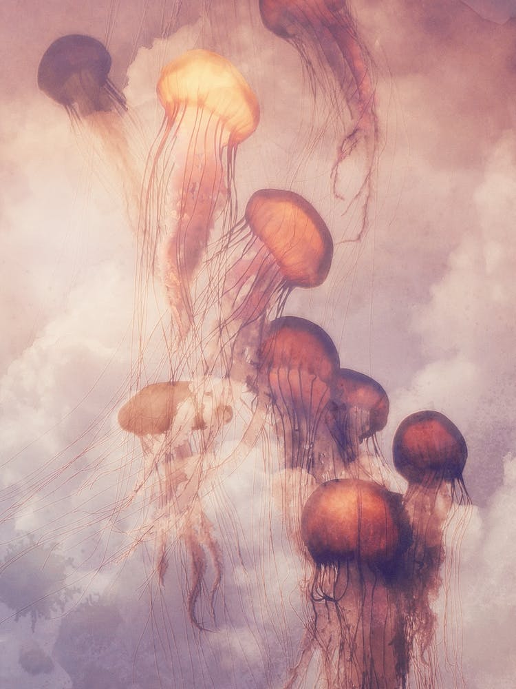 Jellyfish in the Sky