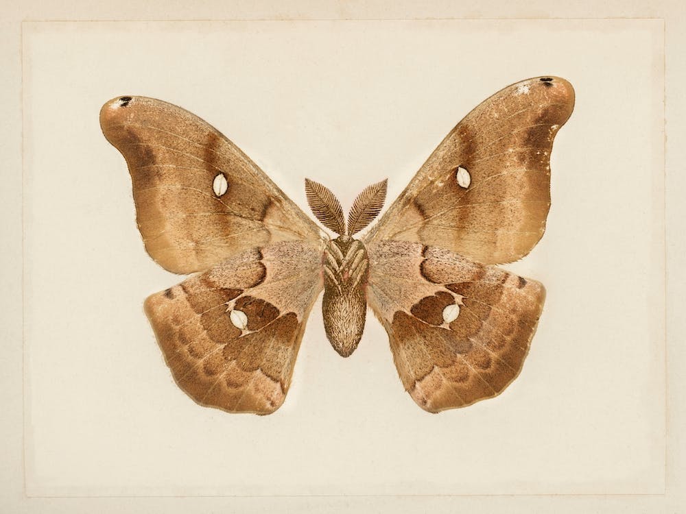 Polyphemus Moth
