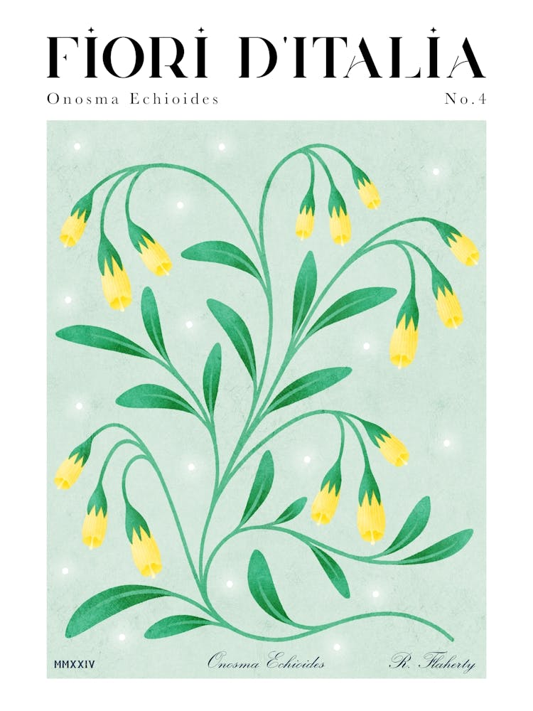 Italian Flora: Onosma Echioides / Goldendrops