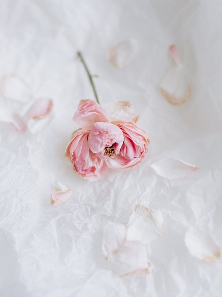 Dry Pink Rose On White Background 14569571