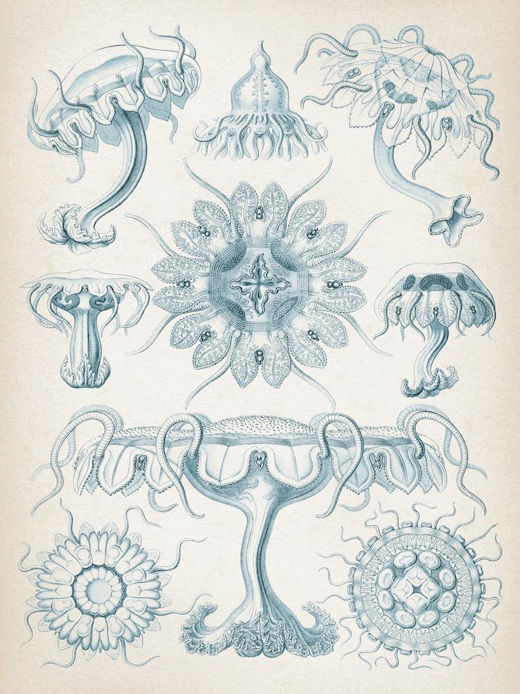 Vintage Haeckel 7 Tafel 18 Scheibenquallen