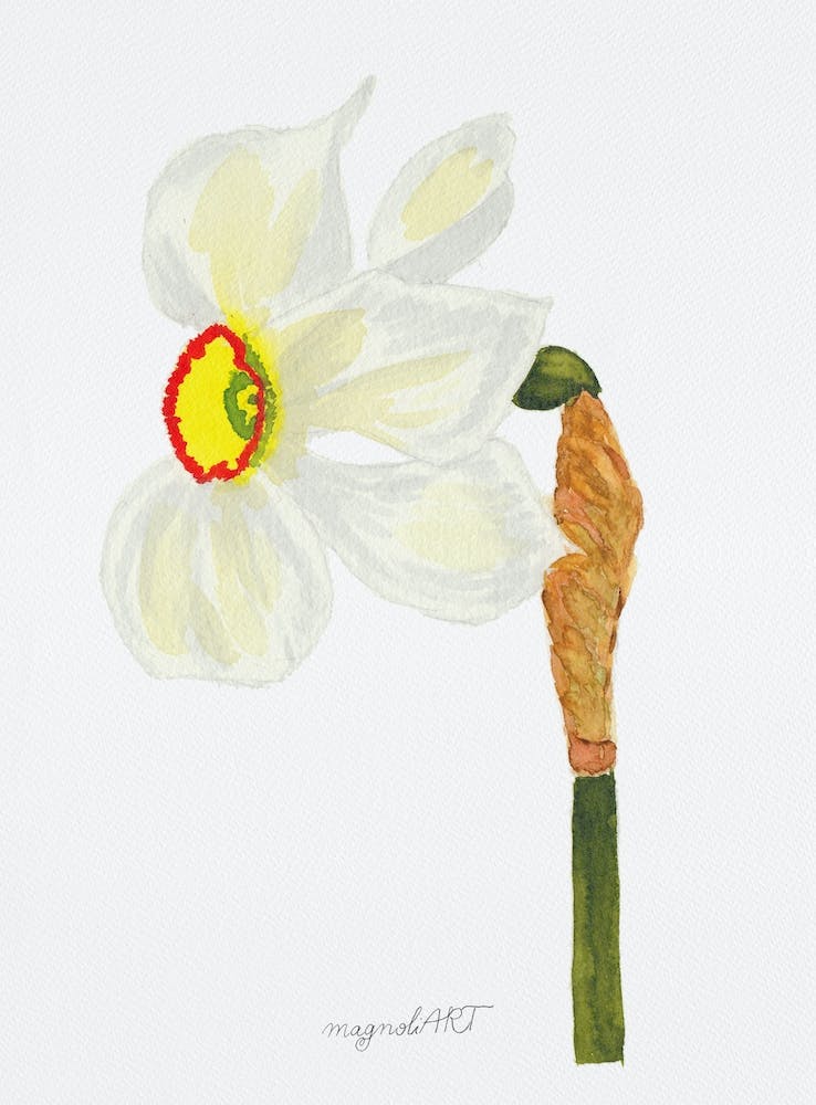 Daffodil 3