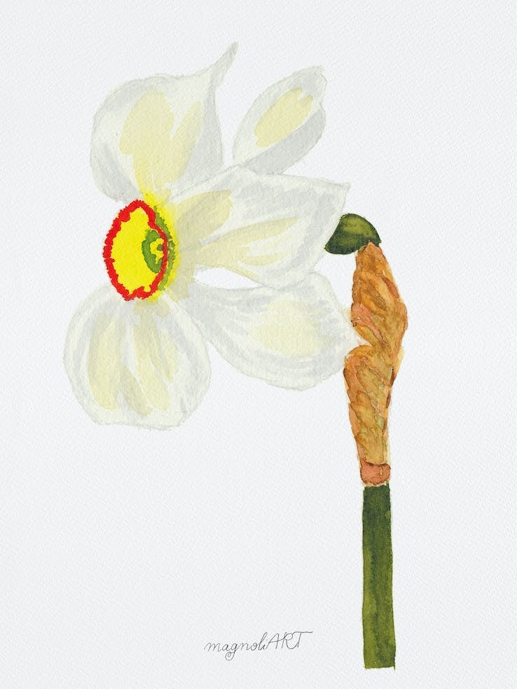 Daffodil 3
