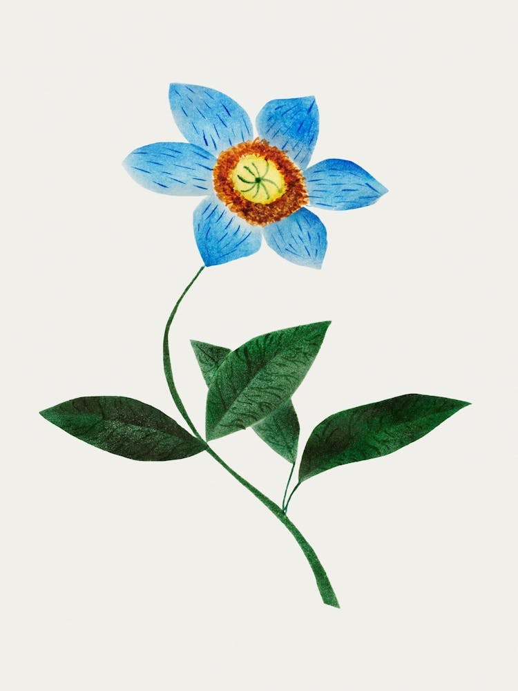 Blue Flower