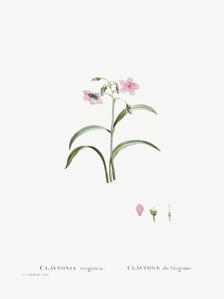 Claytonia Virginica, Pierre Joseph Redoute