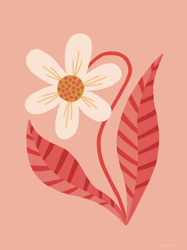 Striped Orchid Coral
