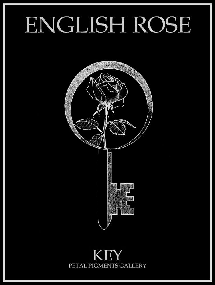 Dessin au trait de Rose Anglaise en clé 1 Affiche Inversée
