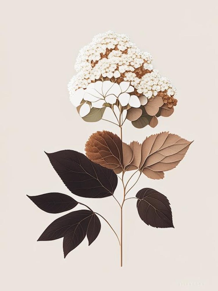 Hydrangea Root Spices And Herbs Retro Minimal 2