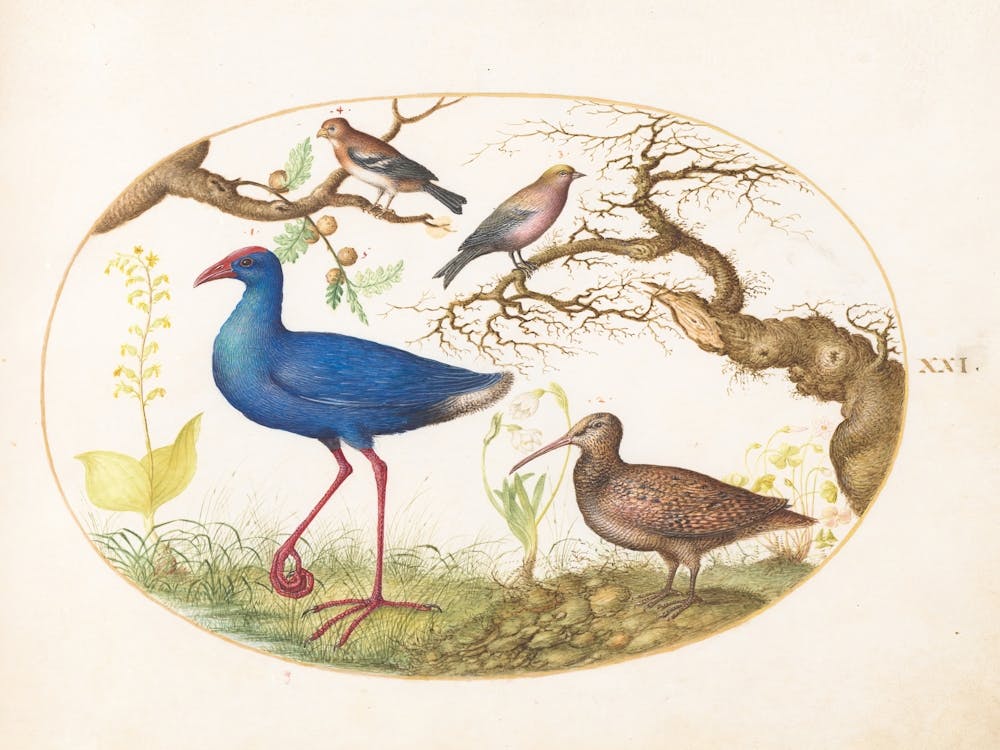 Animalia Volatilia et Amphibia (c. 1575-1580), Joris Hoefnagel (2)