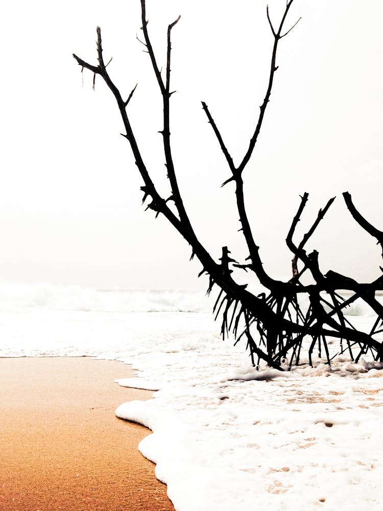 Dead Tree On The Beach