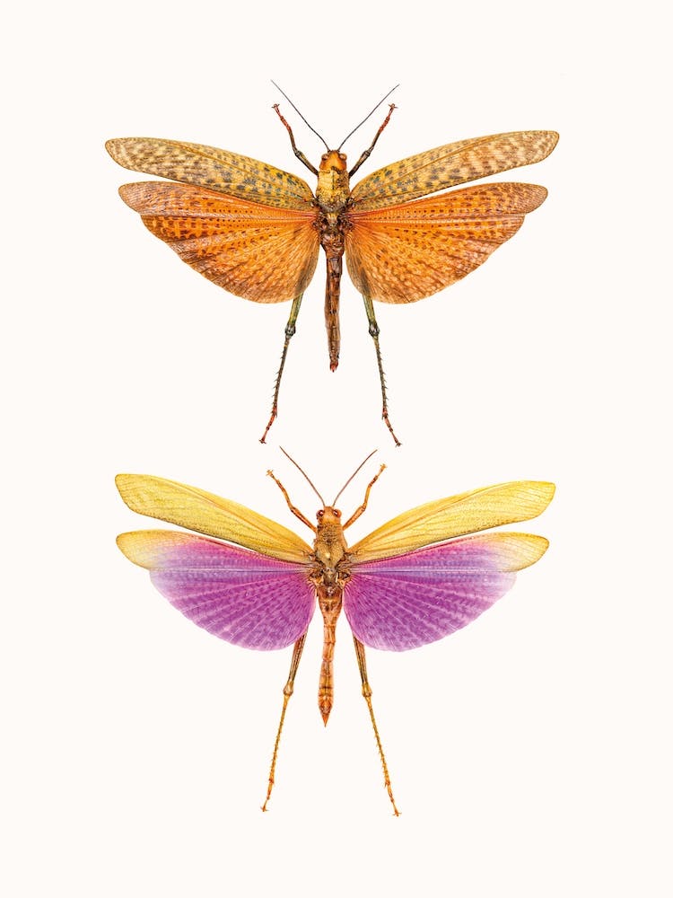 Insects I