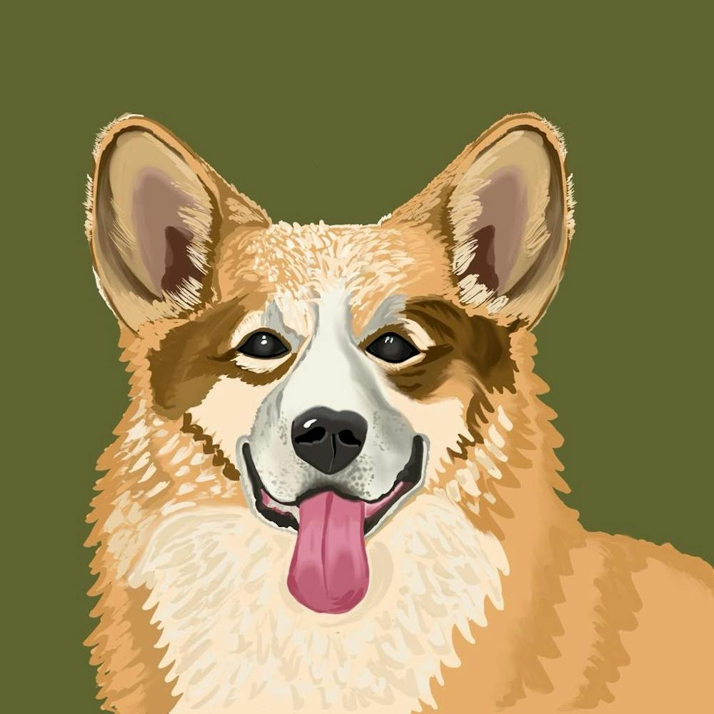Corgi Dog Portrait