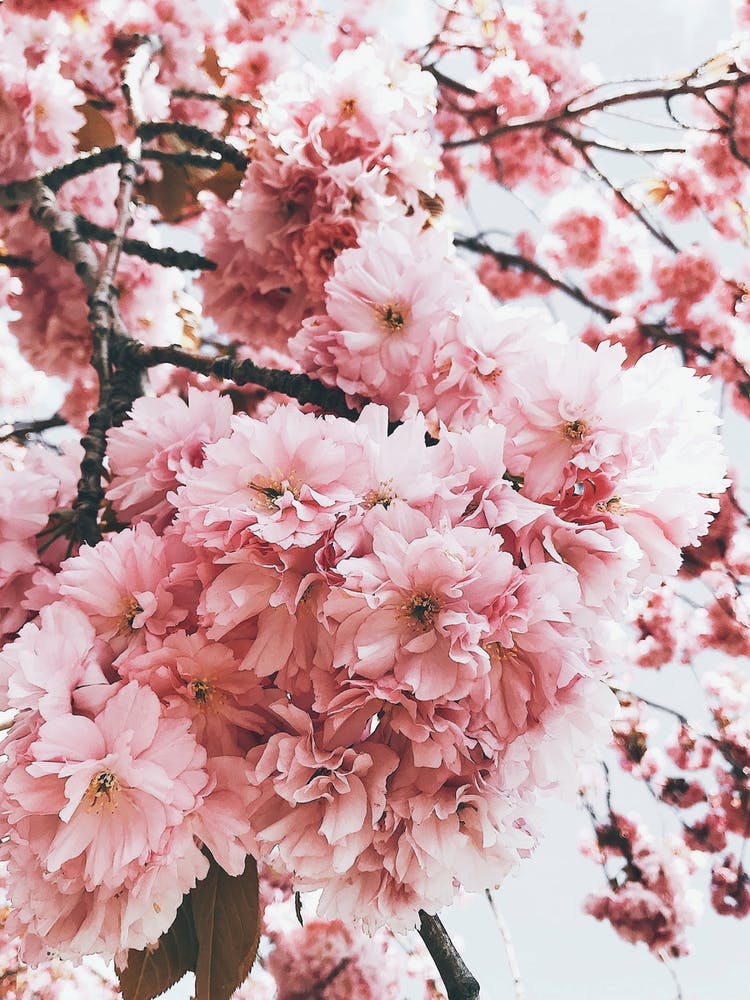 Pink Blossom