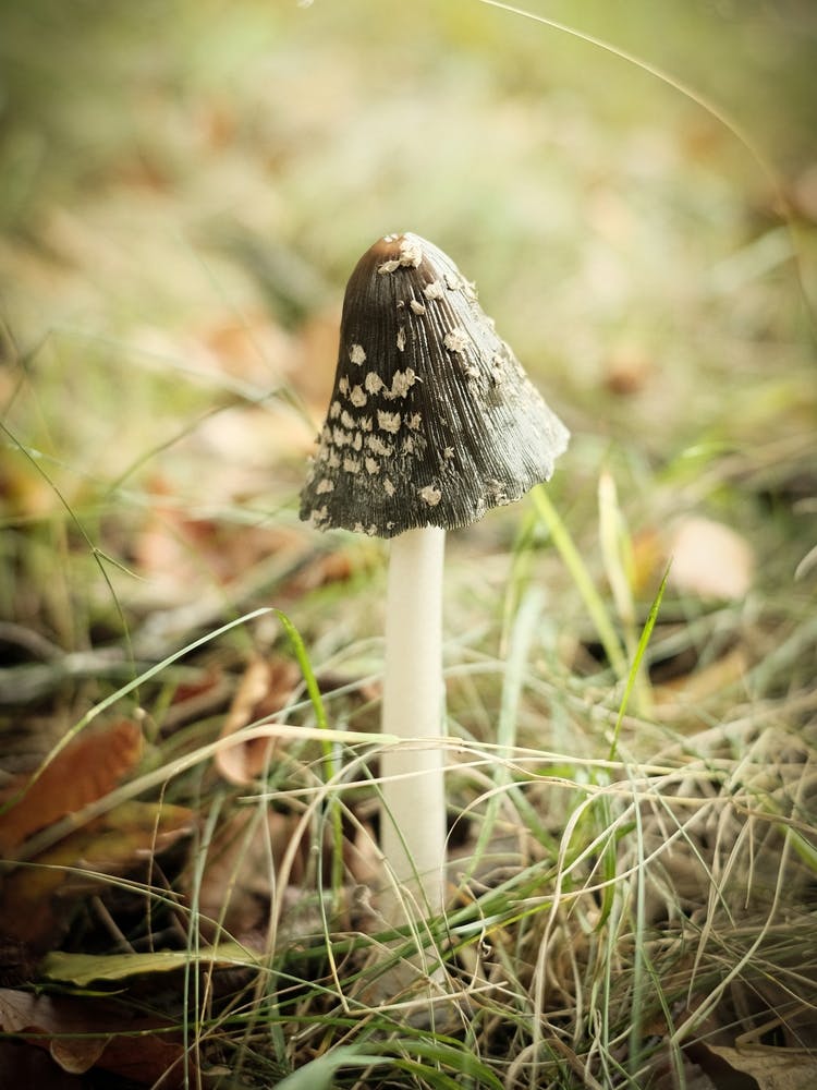 Brown Mushroom // Nature Photography 3