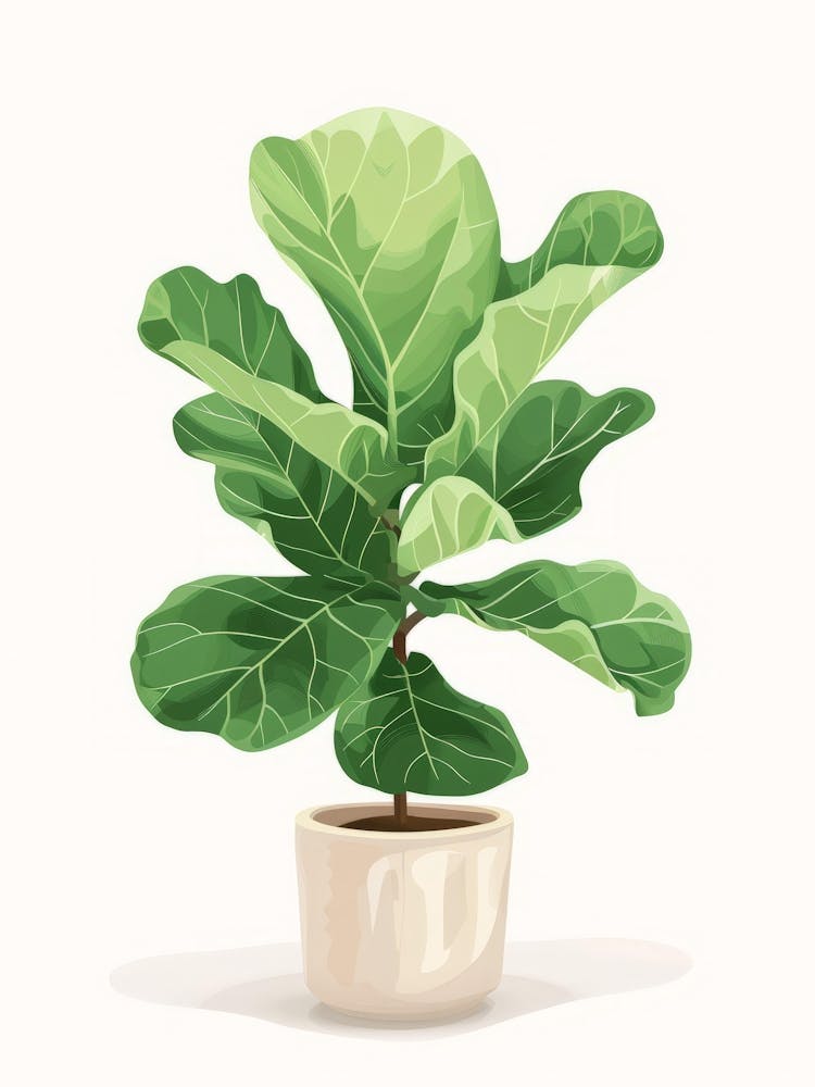 Fig Tree In A Pot 2