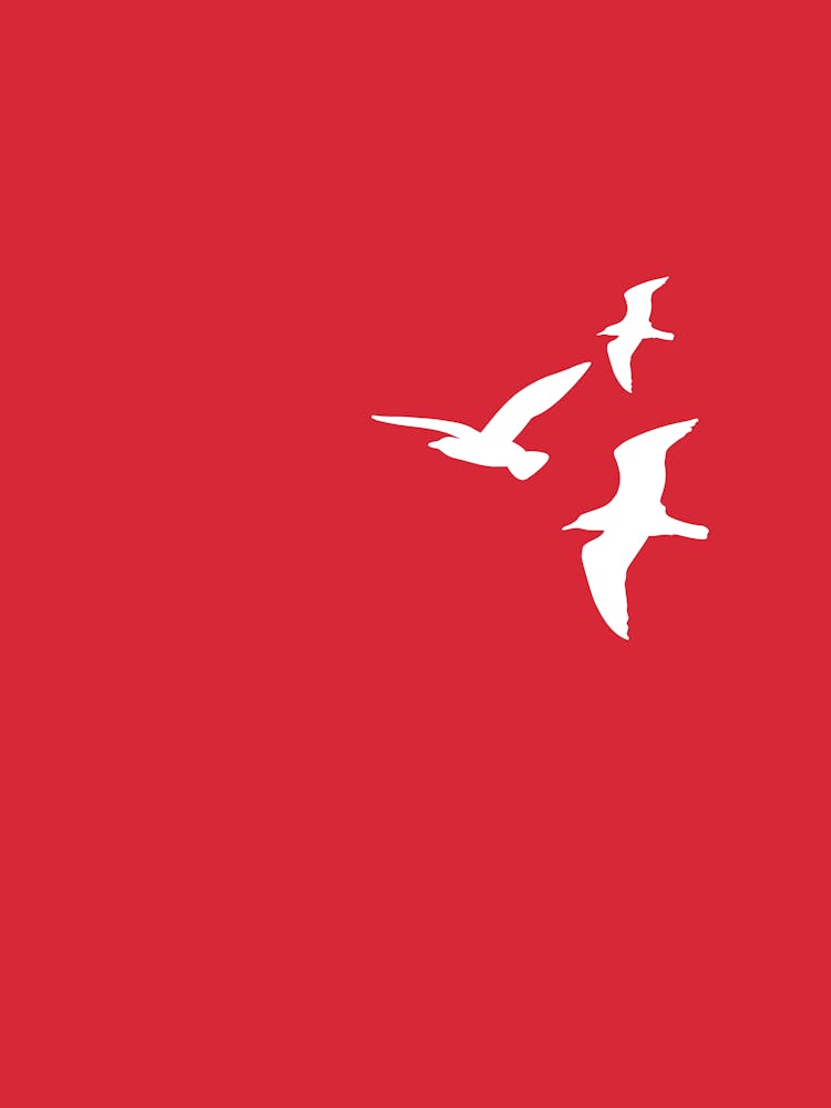 Seagulls In Flight