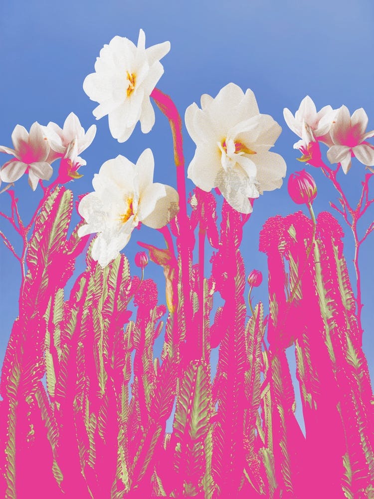 Lily Cactus Pretty Collage