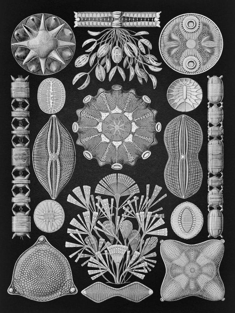 Vintage Haeckel 11 Tafel 84 Schachtellinge