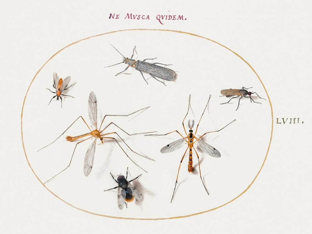 A Bee And Five Other Insects (1575–1580), Joris Hoefnagel