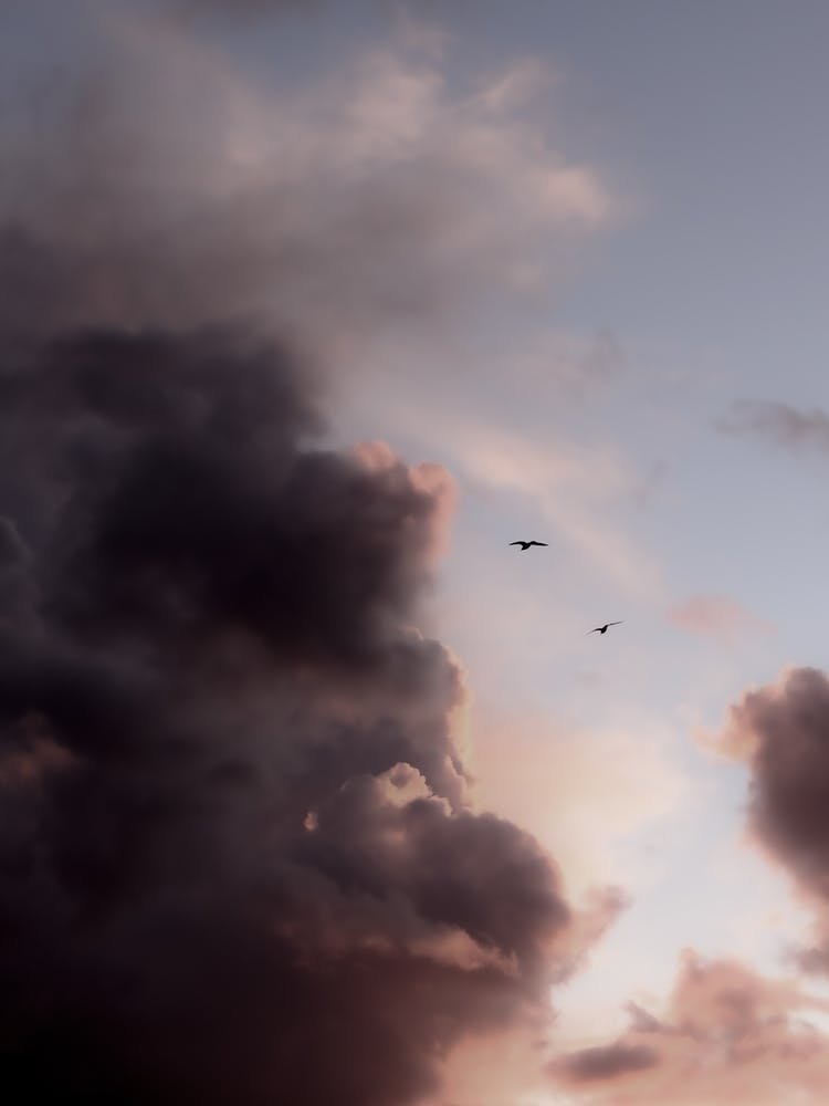 Vögel im Flug