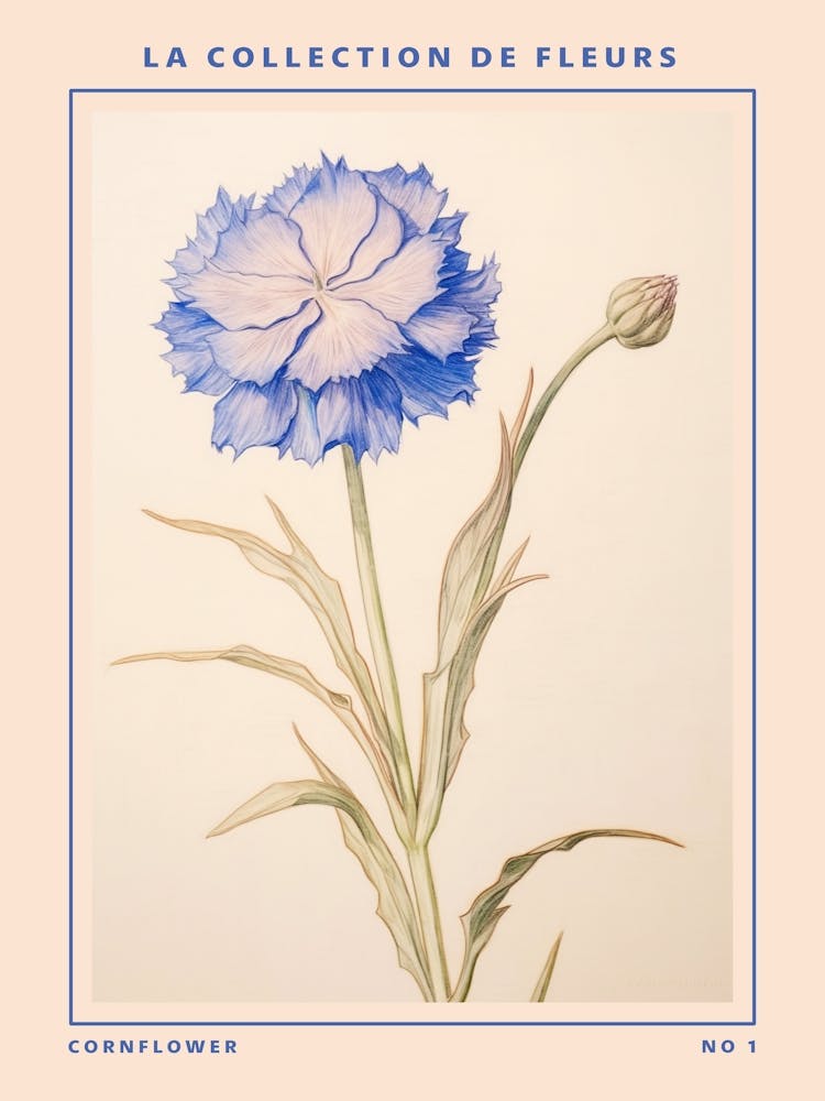 Cornflower French Flower Botanical Poster