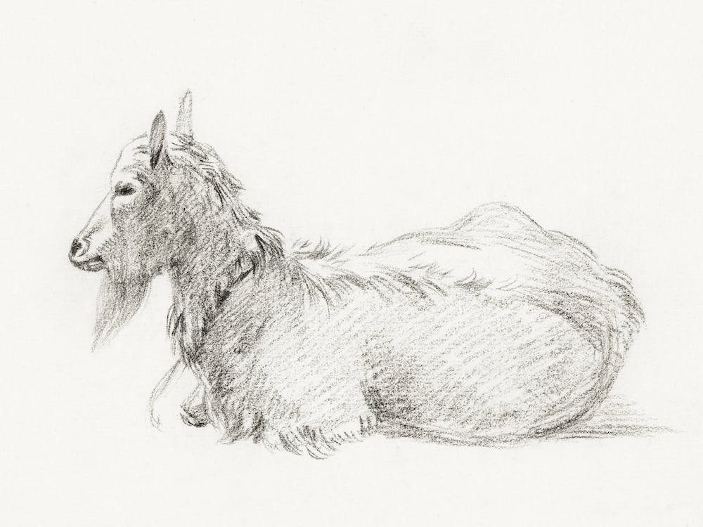 Lying Goat, Jean Bernard
