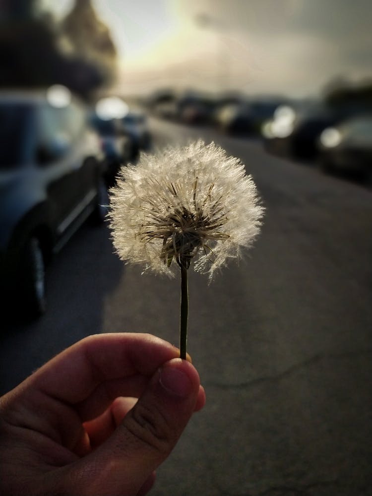Dandelion
